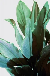 Tropische groene plant