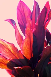 Levendig roze blad
