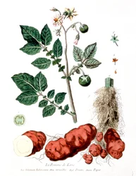Aardappel, botanische plaat door G. de Nangis, Frankrijk