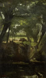 Uitzicht in het bos