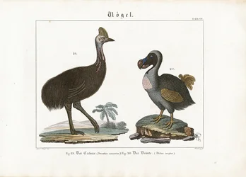 Kasuaris en Dodo