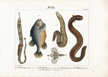 Verscheidenheid aan zeefauna: Grote zeenaald, lompvis, zeemot, murene en sidderaal