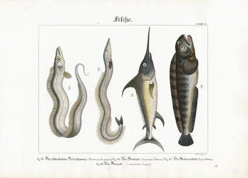 Zeevissen: Snoekbaars, Zandspiering, Zwaardvis en Wolffish