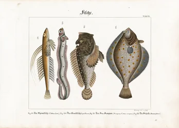 Zeevissen: Dragonet, Roodbandvis, Schorpioenvis en Schol