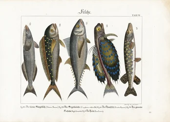 Zeevissen: Remora, goudmakreel, tonijn, poon en snoek