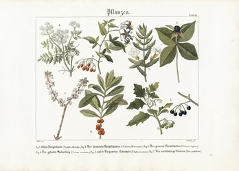 Geneeskrachtige en giftige planten