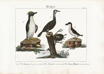 Zeevogels: Aalscholver, Noordse Stormvogel en Macaronipinguïn