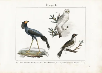 Secretarisvogel, Sneeuwuil en Tiranhaai