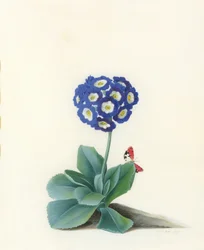 Een blauwe auricula