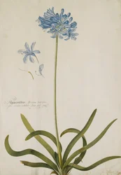 Agapanthus