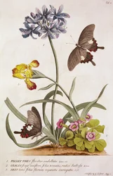 Agapanthus africanus, Iris variegata en een soort Oxalis, uit "Plantae et Papiliones Rariores", 1749