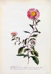 Aster, ca. 1743 handgekleurde gravure