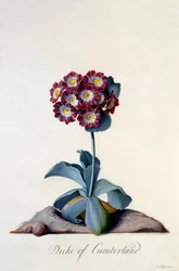 Auricula Hertog van Cumberland, ca. 1743 handgekleurde gravure