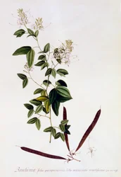 Bauhinia, c. 1745 handgekleurde gravure