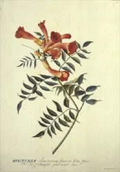 Bignonia americana, aquarel
