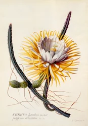 Cereus Koningin van de Nacht, handgekleurde gravure