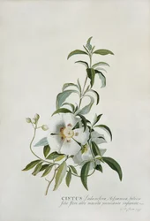 Cistus, 1747