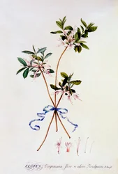 Cistus Virginiana, ca. 1743 handgekleurde gravure