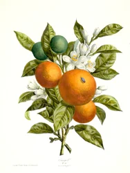 Citrus aurantiacus Sinaasappel