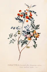 Colutea, ca. 1745 handgekleurde gravure