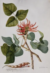 Koraalboom