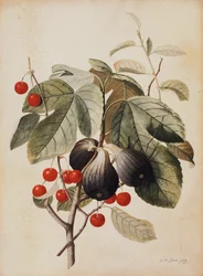 Vijgen en kersen, 1747