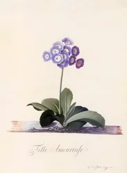 Tuin Auricula Fille Amoureuse, ca. 1743 handgekleurde gravure