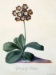 Glorie van Chilton ca. 1745 handgekleurde gravure