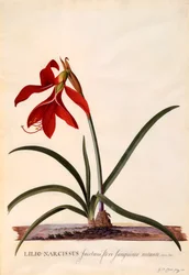 Lilio-Narcissus Jaobean lelie