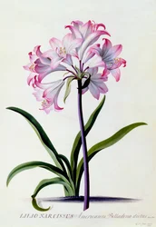 Lilio Narcissus, c. 1744 handgekleurde gravure