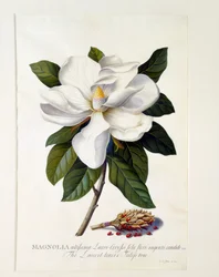Magnolia Grandiflora, ca. 1743 handgekleurde gravure