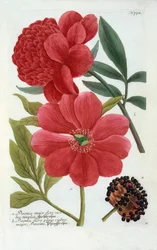 Paeonia, handgekleurde gravure