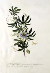 Passiebloem