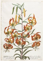 Plantae Selectae: Nr. 11 - Lelie