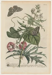 Plantae et papiliones rariores: nr. 7, 1748