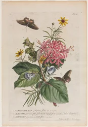 Plantae et papiliones rariores: Nr. 9, 1749