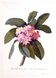 Plumeria, c. 1744 handgekleurde gravure