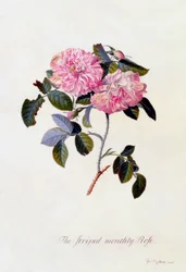 De Gestreepte Maandroos, ca. 1745 handgekleurde gravure