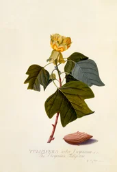 De Virginische Tulpenboom, ca. 1743 handgekleurde gravure
