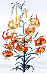 Tigerlelie
