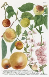 Verschillende appels