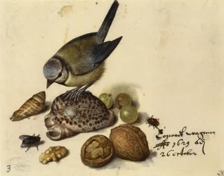 Stilleven met pimpelmees, schelpen, fruit en insecten, 1629