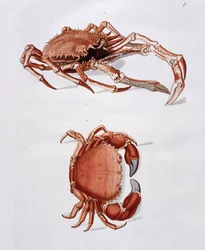Illustratie van Kreeft en Krab