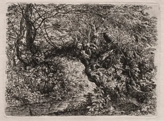De Oude Wilg bij een Beek