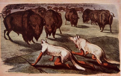 Noord-Amerikaanse prairie-indianen besluipen grazende buffels terwijl ze wolvenvellen dragen, ca. 1840