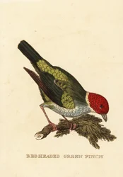 Baardman tangara, Tangara gyrola