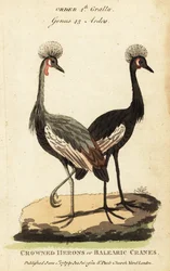 Zwartgekroonde kraanvogel, Balearica pavonina