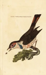 Blauwborst, Luscinia svecica