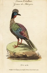 Kuifguan, Penelope purpurascens