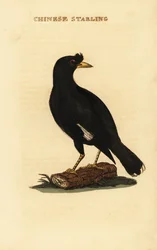 Kuifmyna, Acridotheres cristatellus